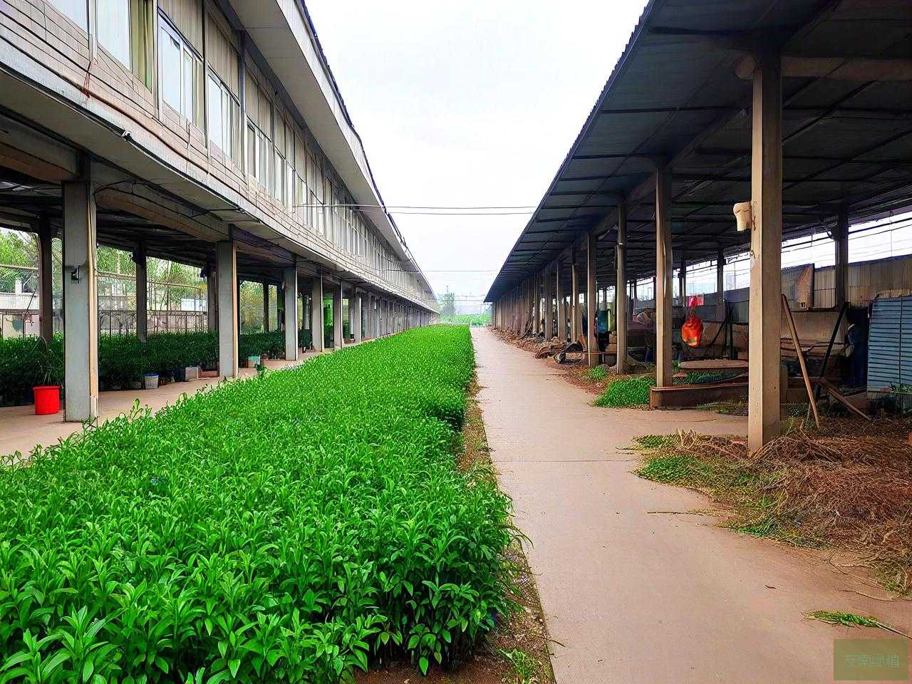 成都温江苗木批发市场