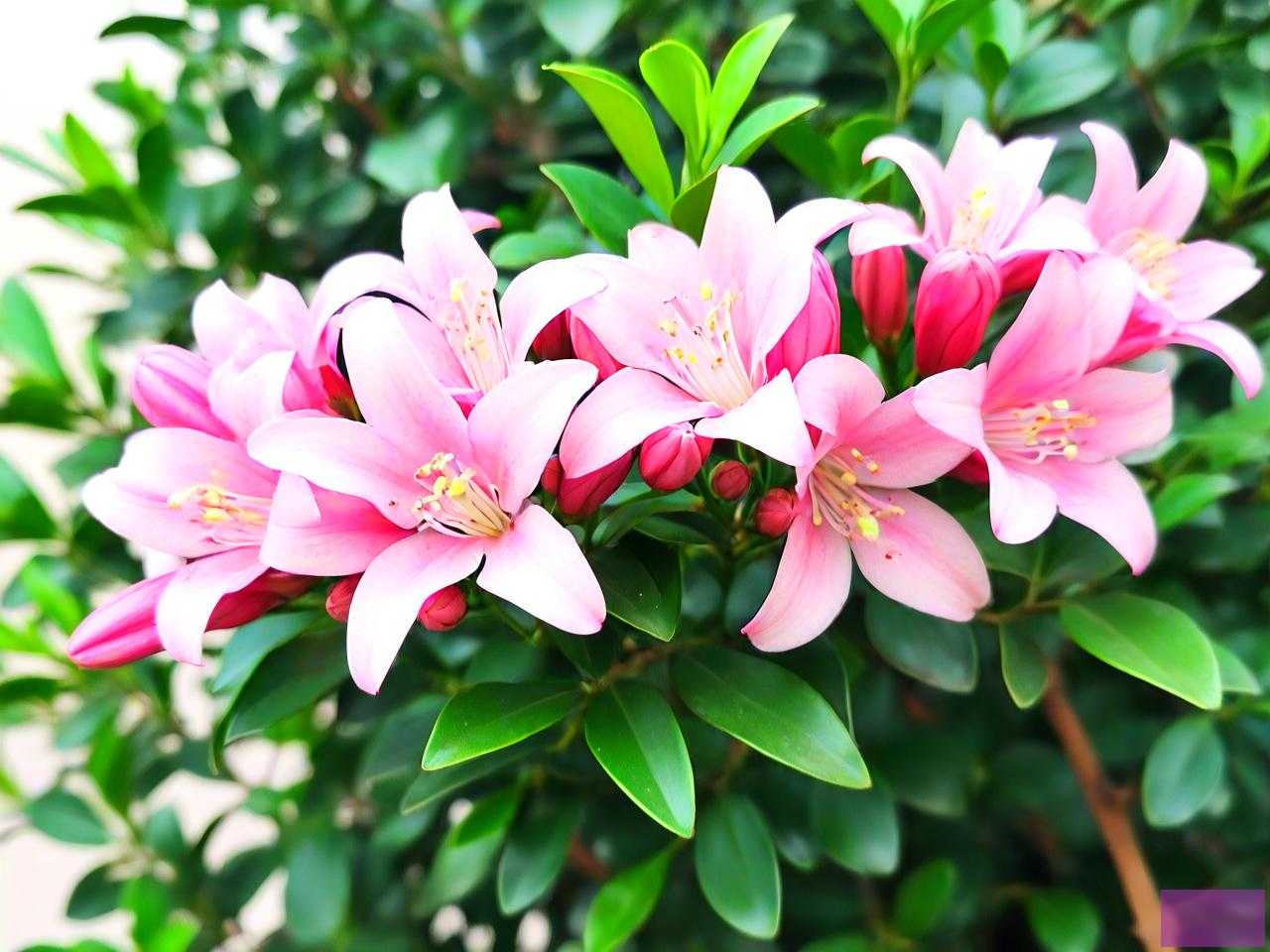 怎么养九里香才能快点开花