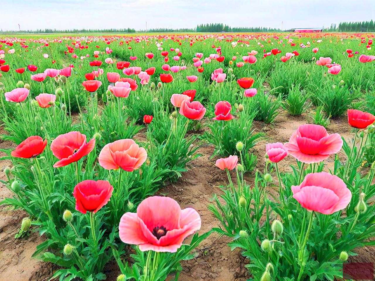 呼和浩特花卉种植基地