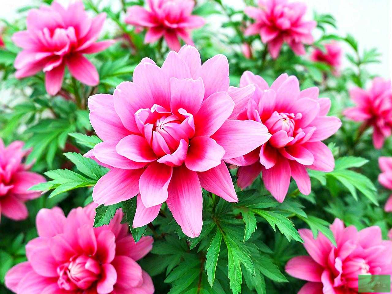 洛神花降血压是真的吗