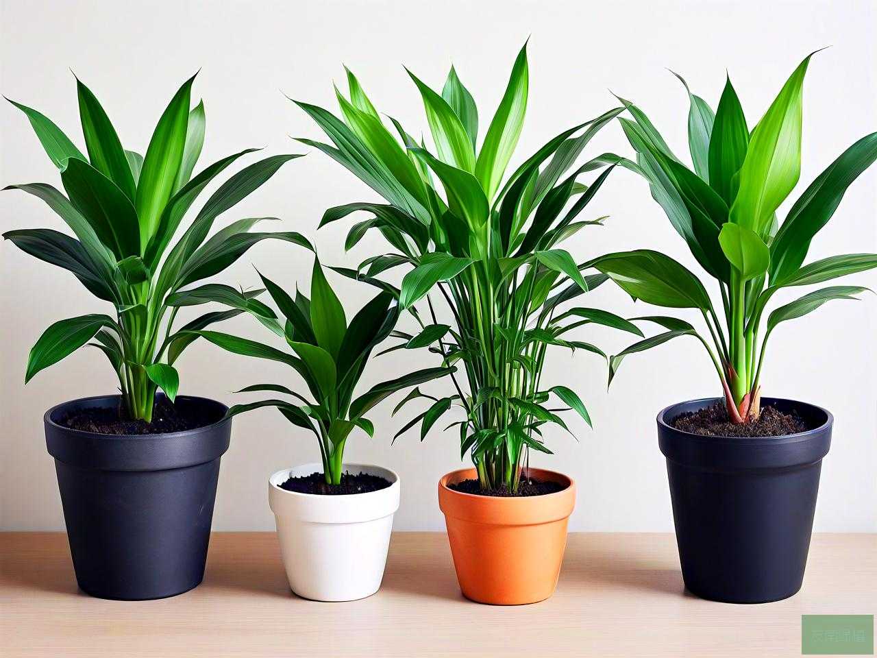 放新家吸收甲醛的植物