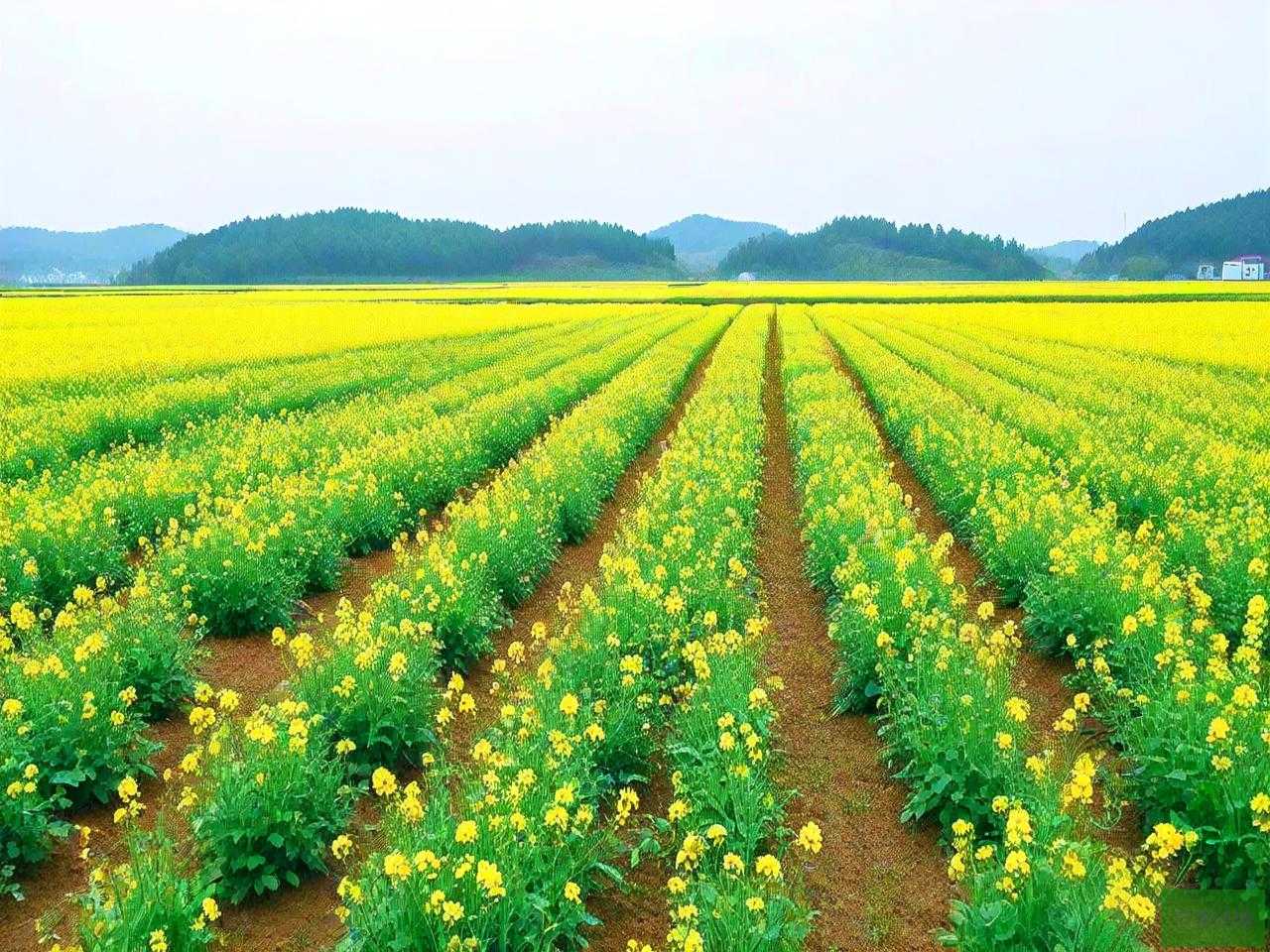 抚州市种植作物最多的