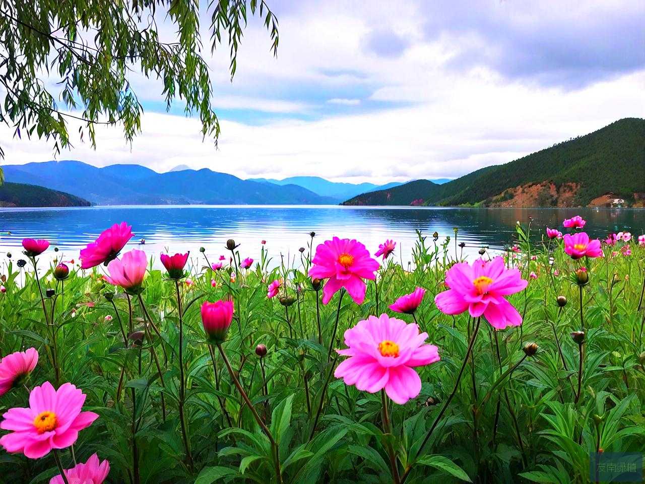 泸沽湖里开的是什么花