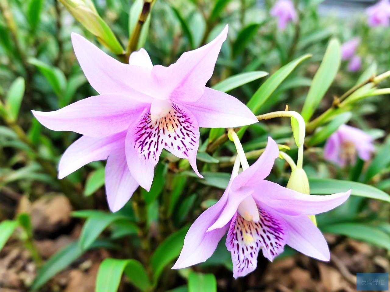 浙江铁皮石斛花价格表