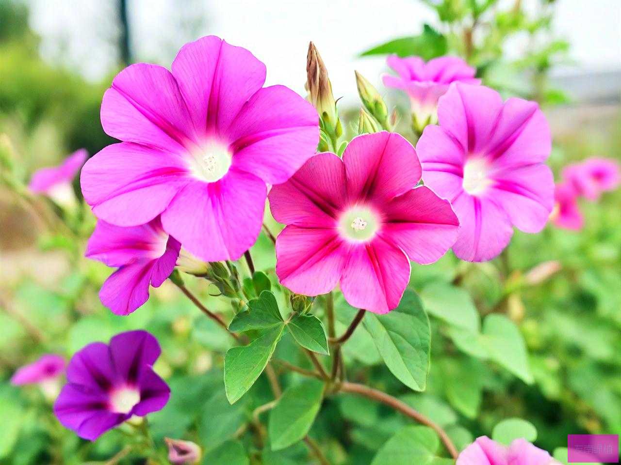 喇叭花是哪个季节开的