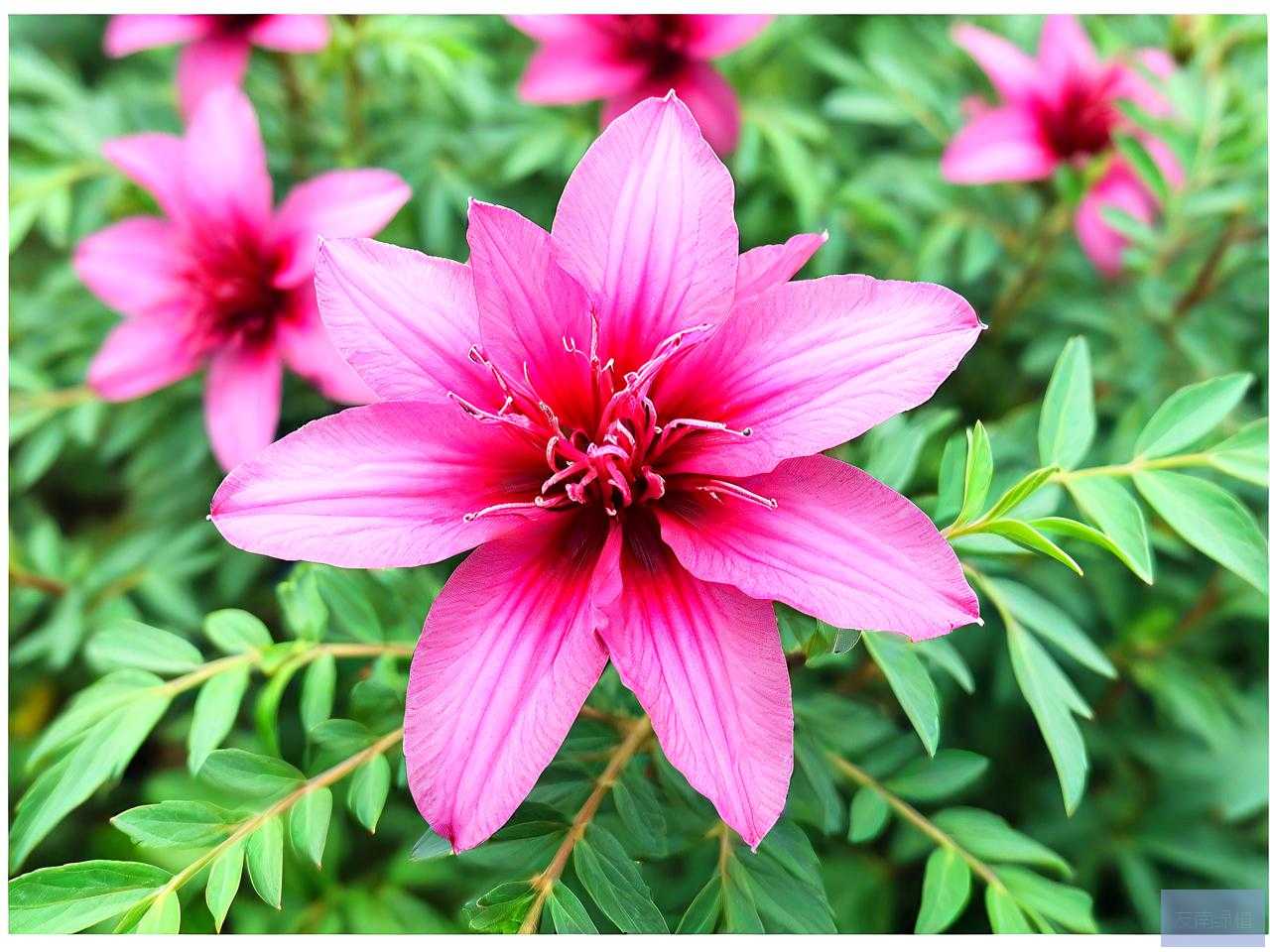 洛神花适合北方种植吗