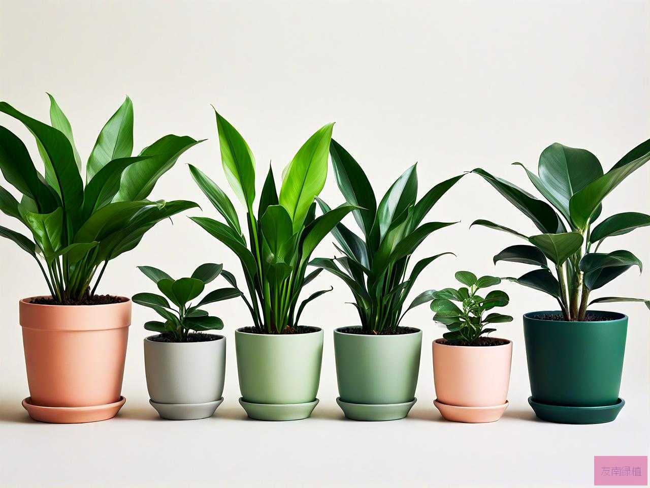绿植盆栽十大品牌排名