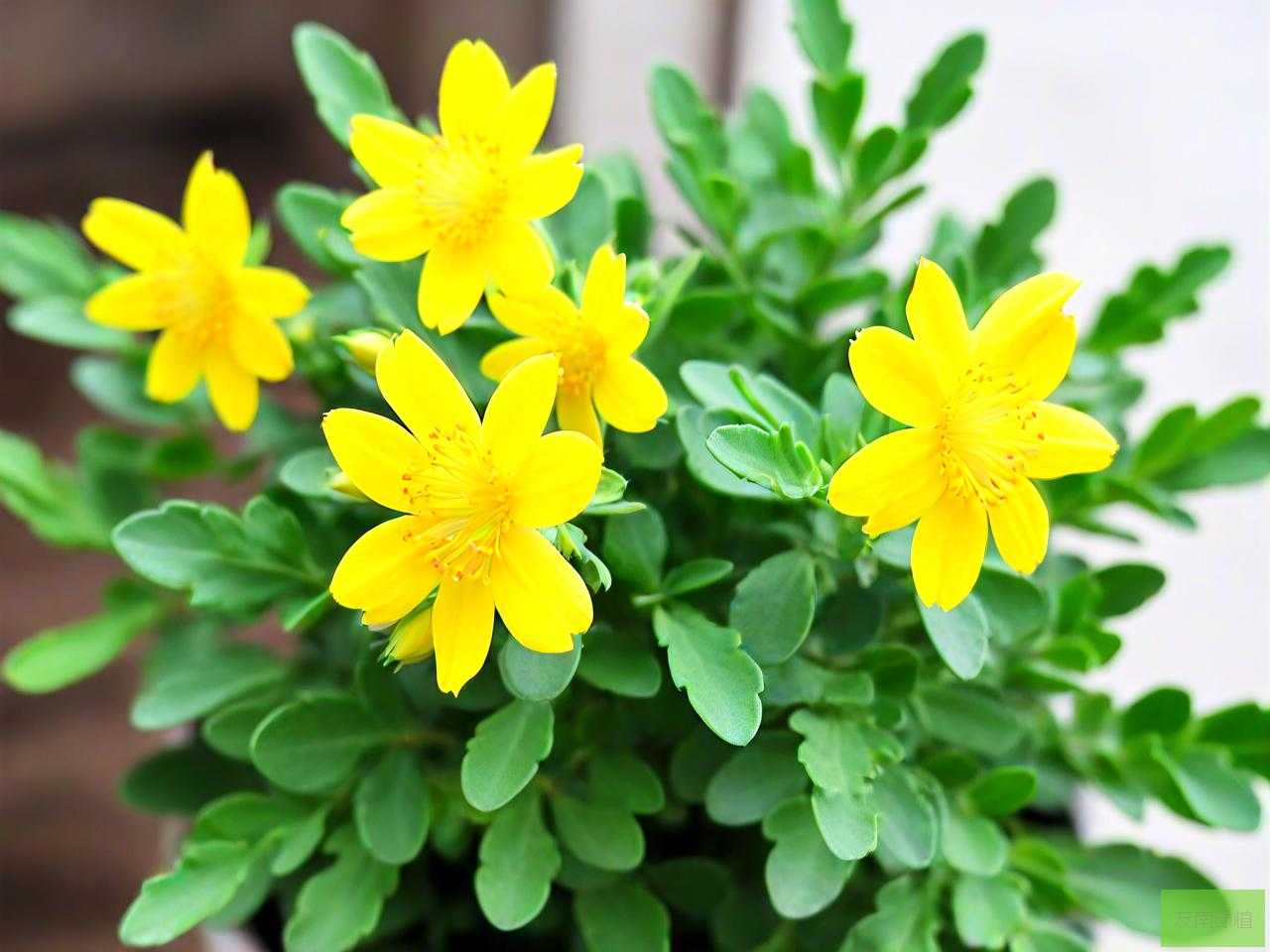 钱串子花黄叶怎么补救