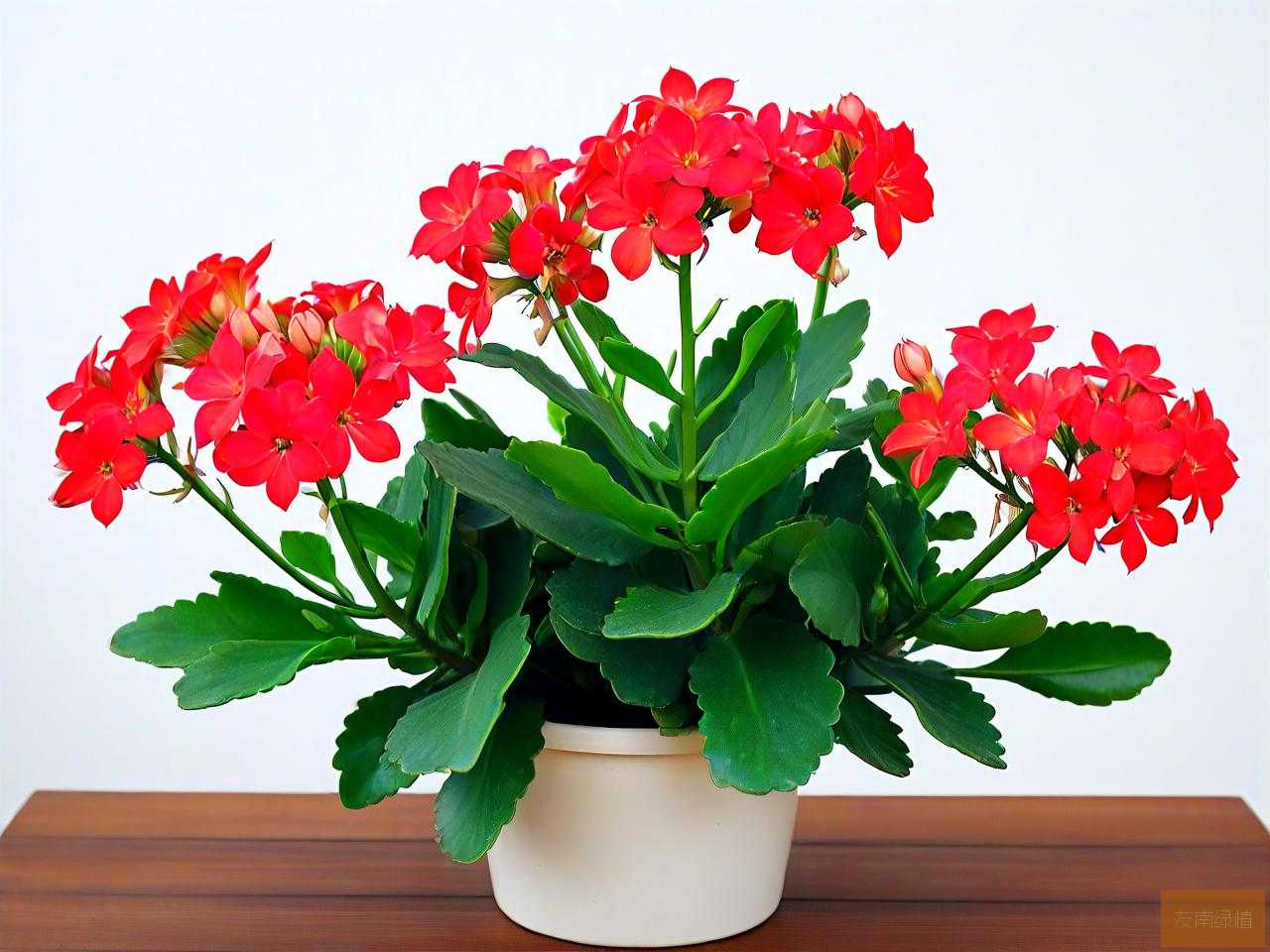 长寿花可以种在室内吗