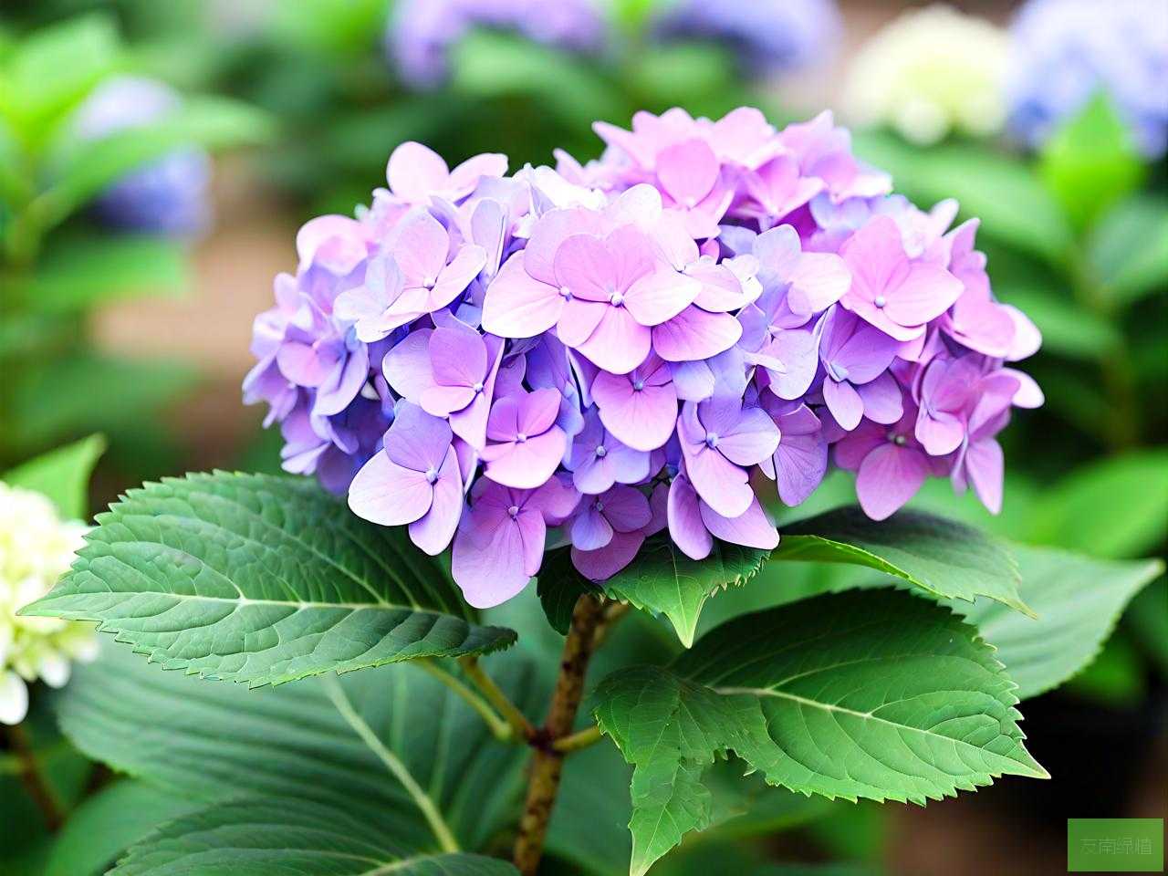 绣球花刚买回来就蔫了