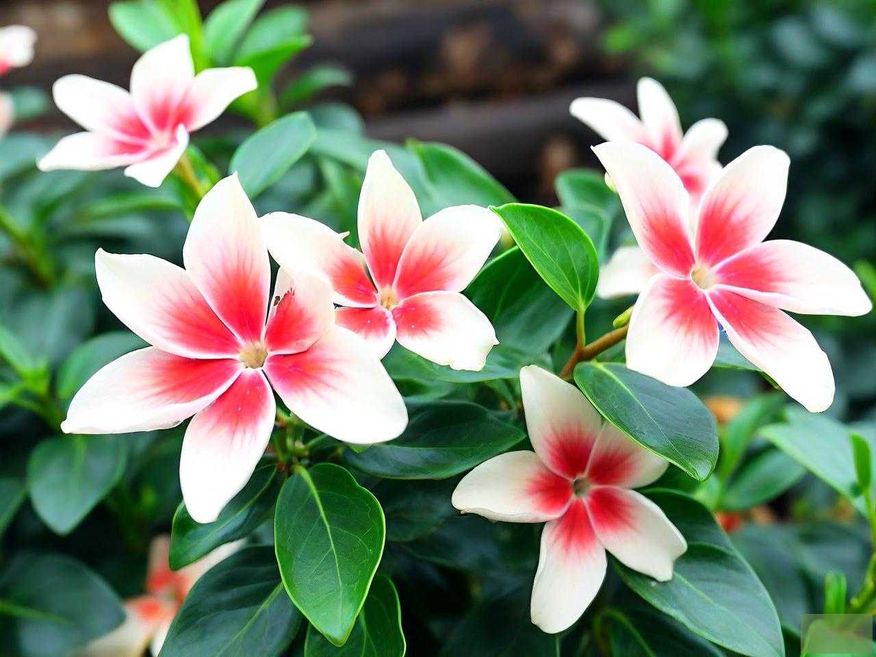 花叶蔓长春耐寒多少度