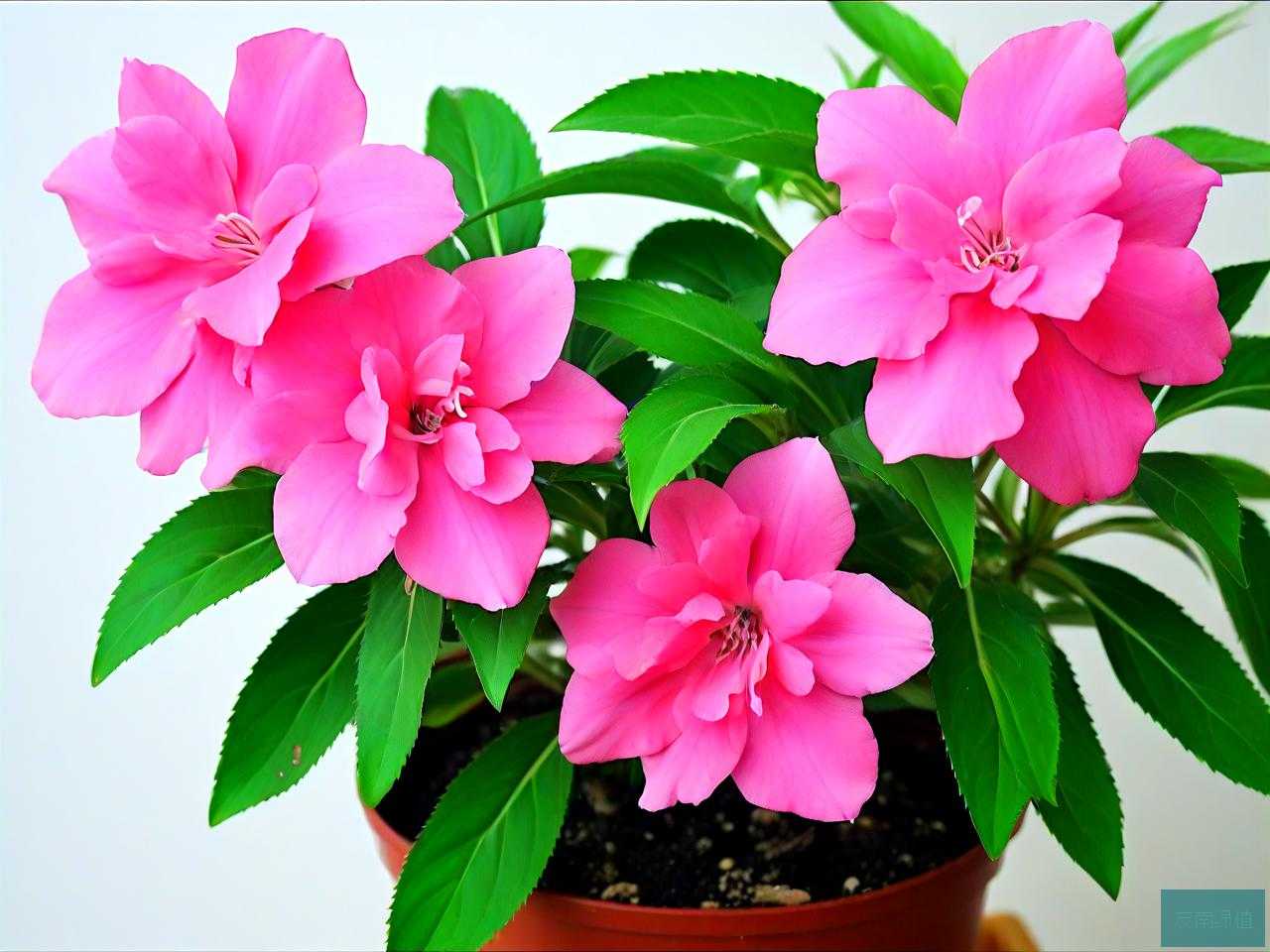 凤仙花养殖方法及注意事项