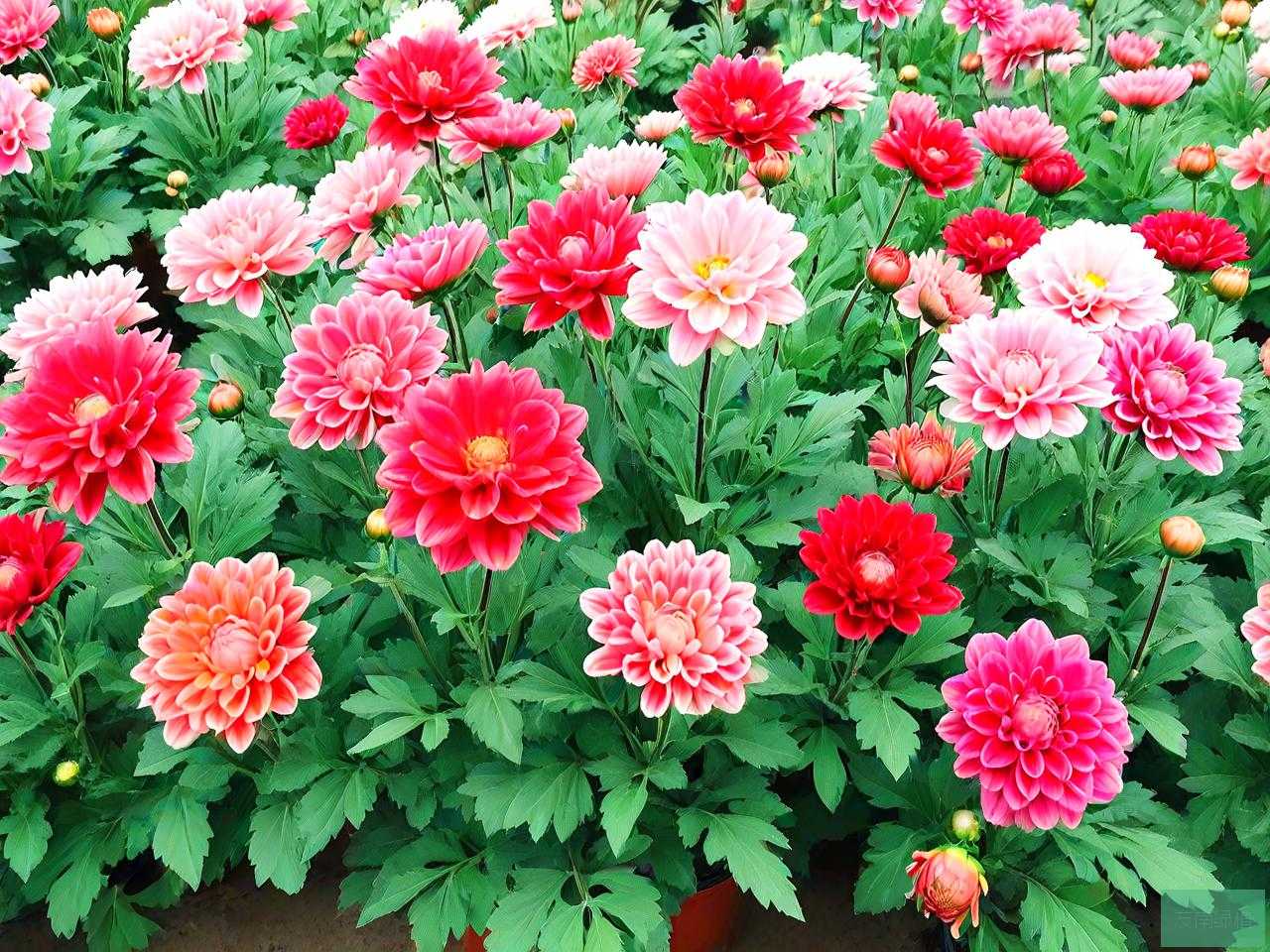 西安批发花卉哪里便宜