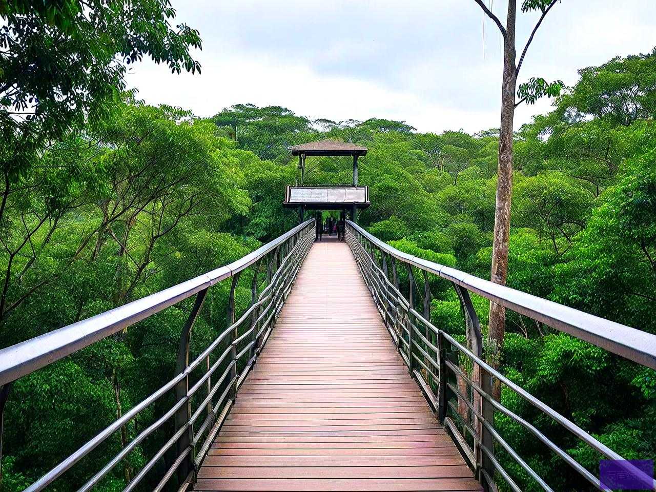 望天树景区的空中走廊