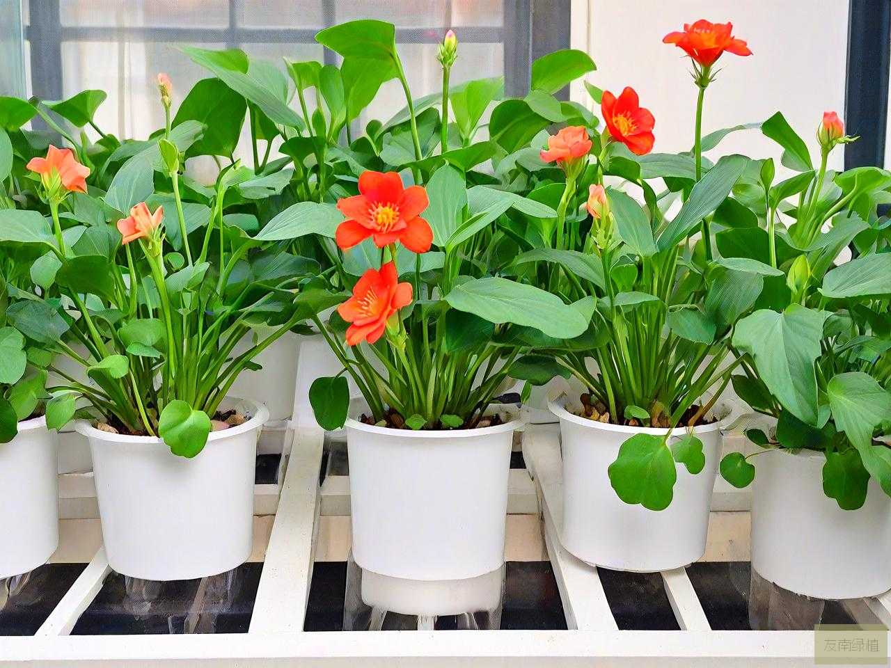 适合冬天室内水培植物
