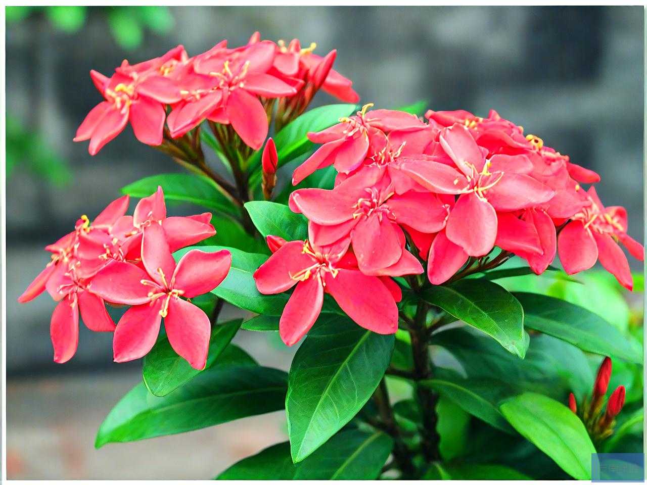 龙船花花谢后怎么修剪