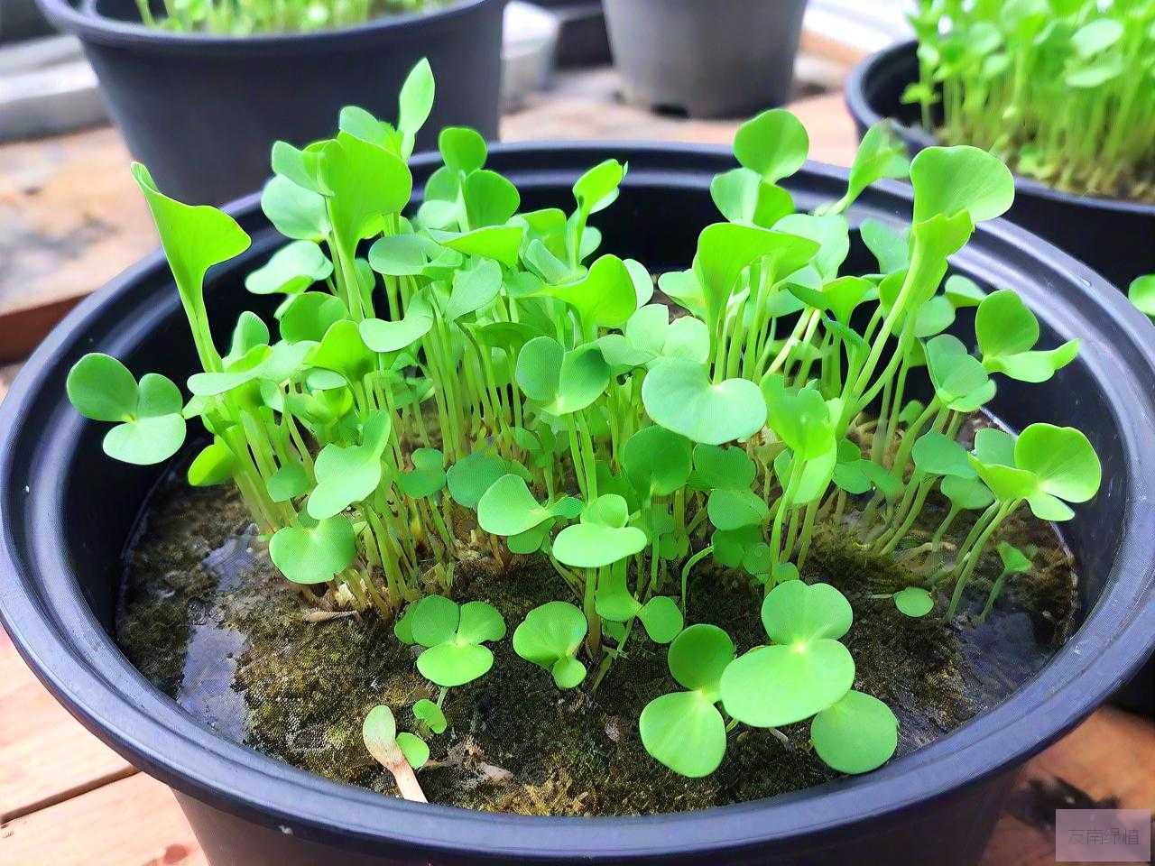 怎么去除水培植物里的青苔