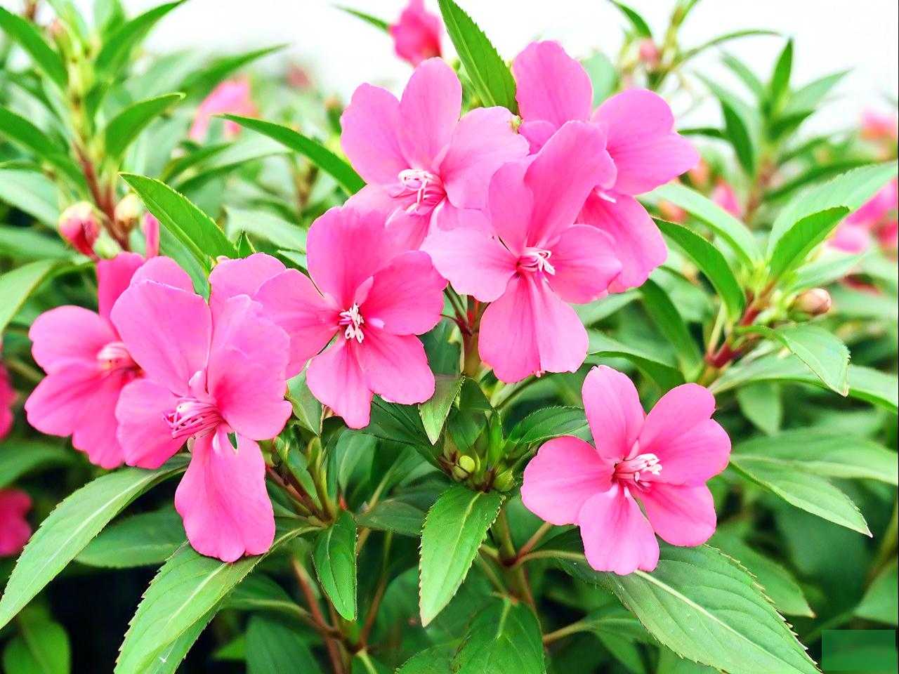 凤仙花是多年生草本吗