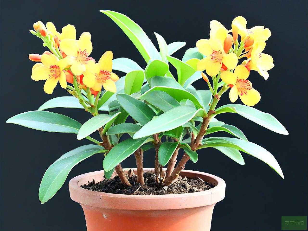 金枝玉叶植物怎么繁殖