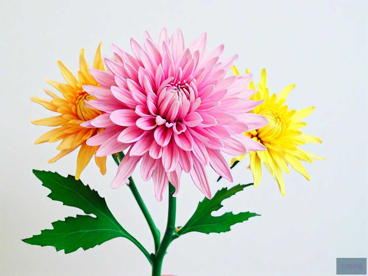 菊花手工花朵制作方法