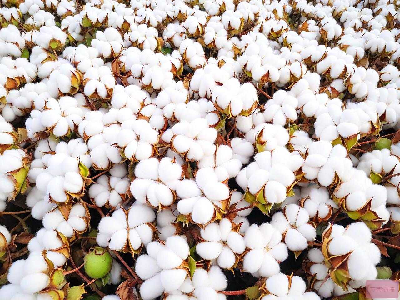 新疆棉花一公斤多少钱