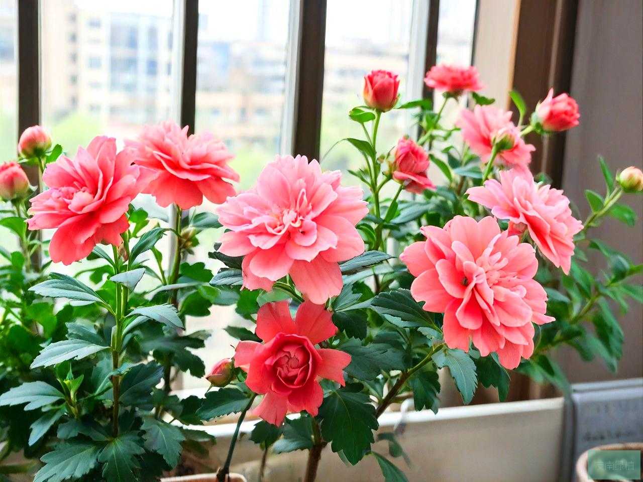 花期长适合阳台养的花