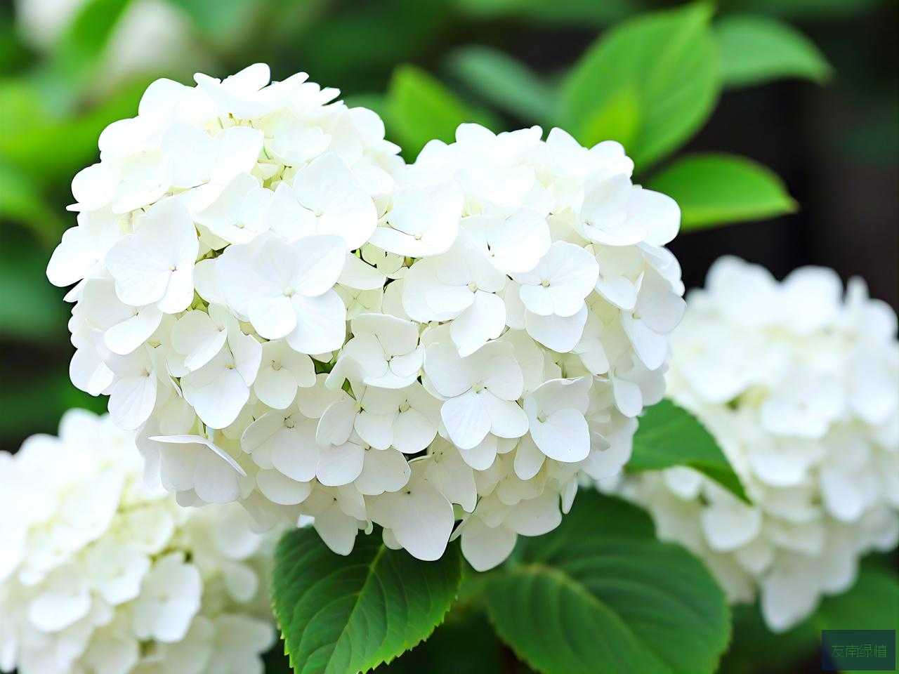 白色绣球花花语是什么