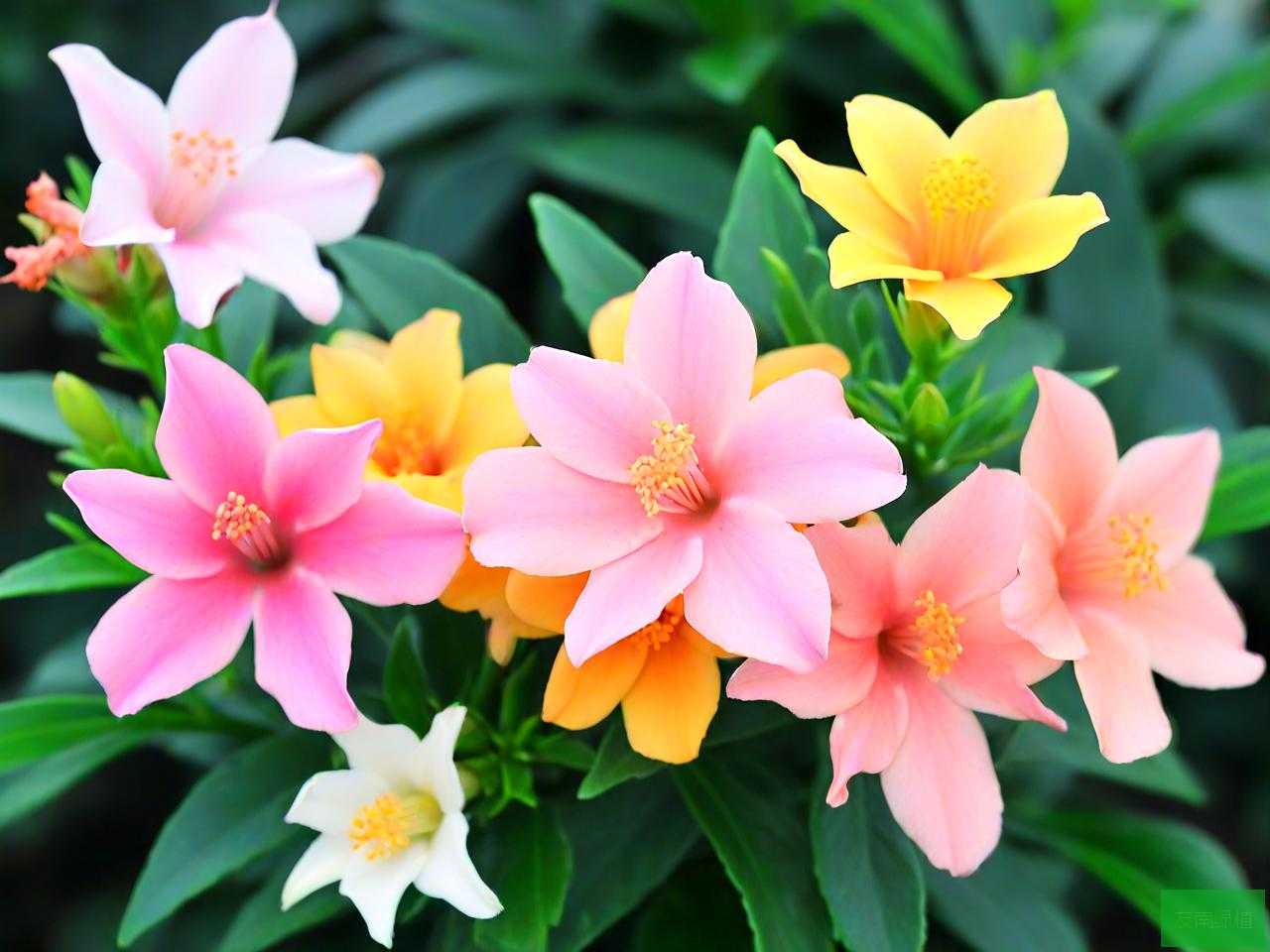 果汁阳台的花语是什么