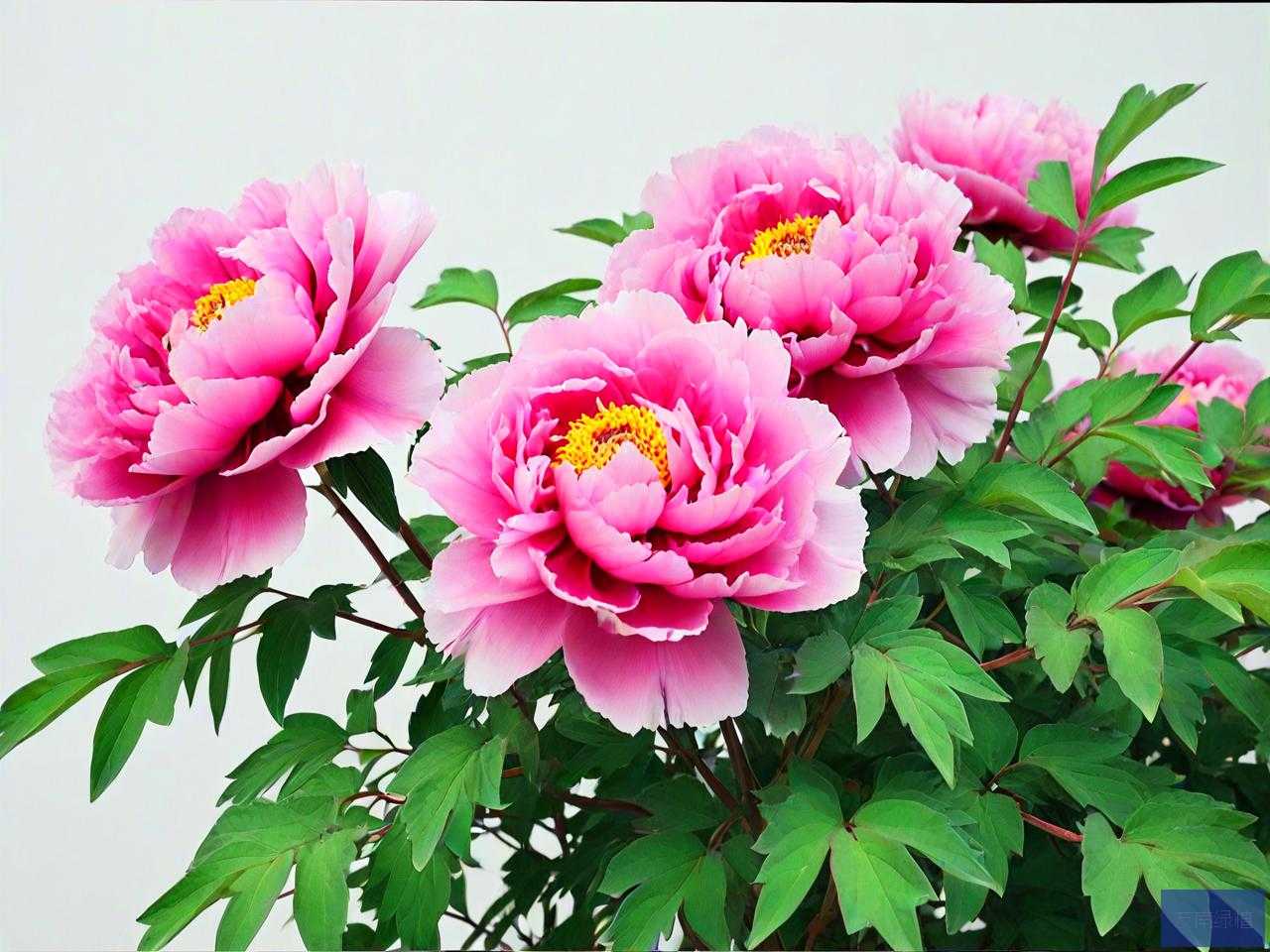 洛阳市的市花是什么花