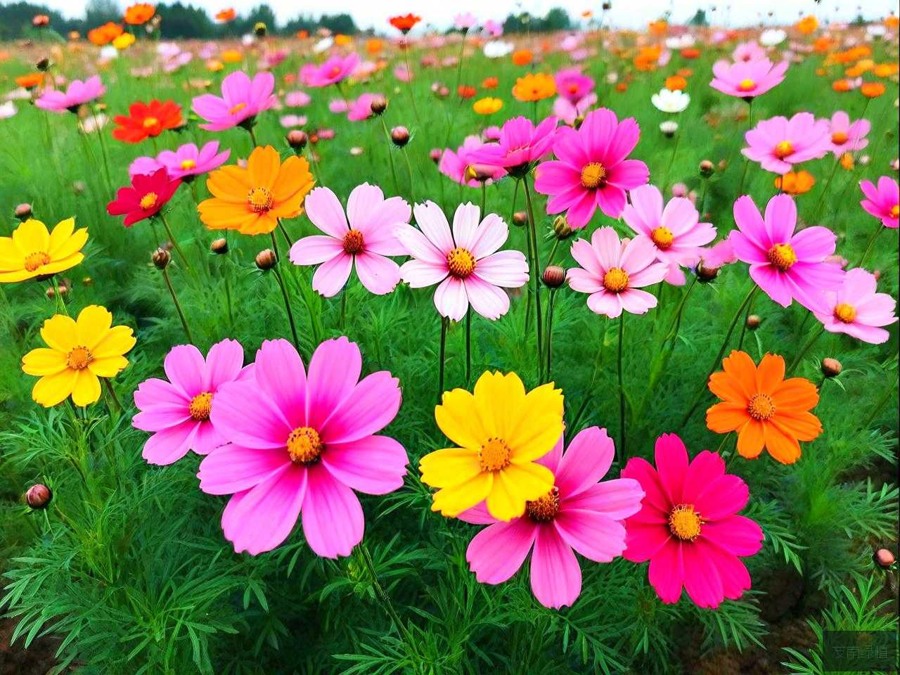江西时令草花种植基地