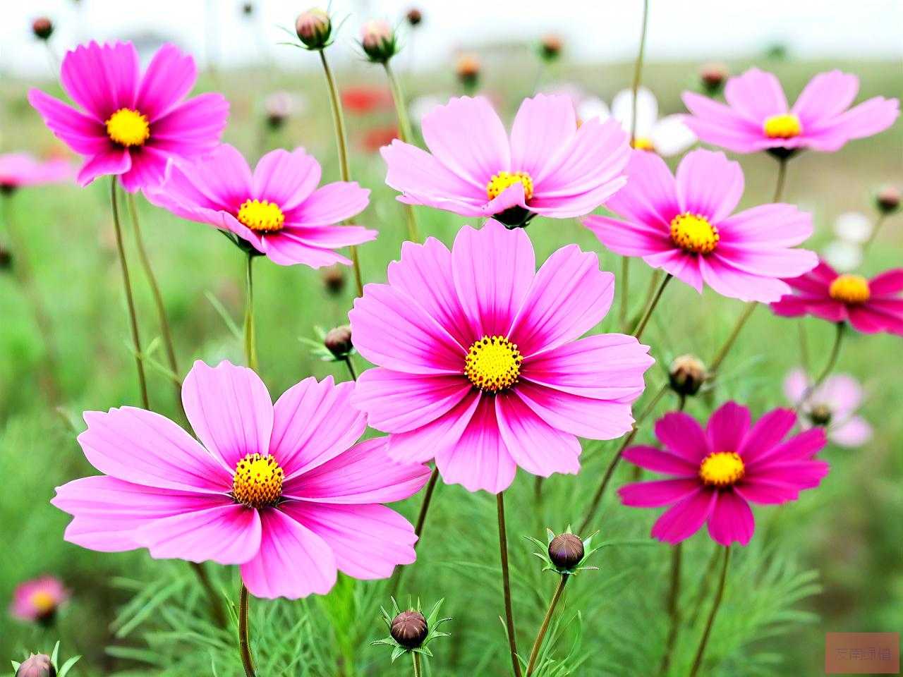 格桑花六月份可以种吗