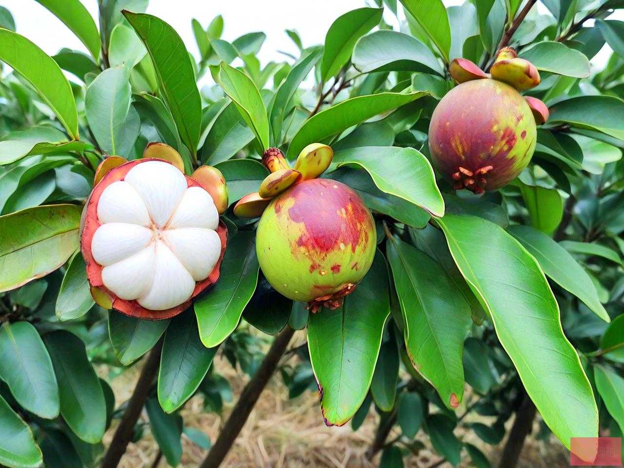 山竹树北方可以种植吗