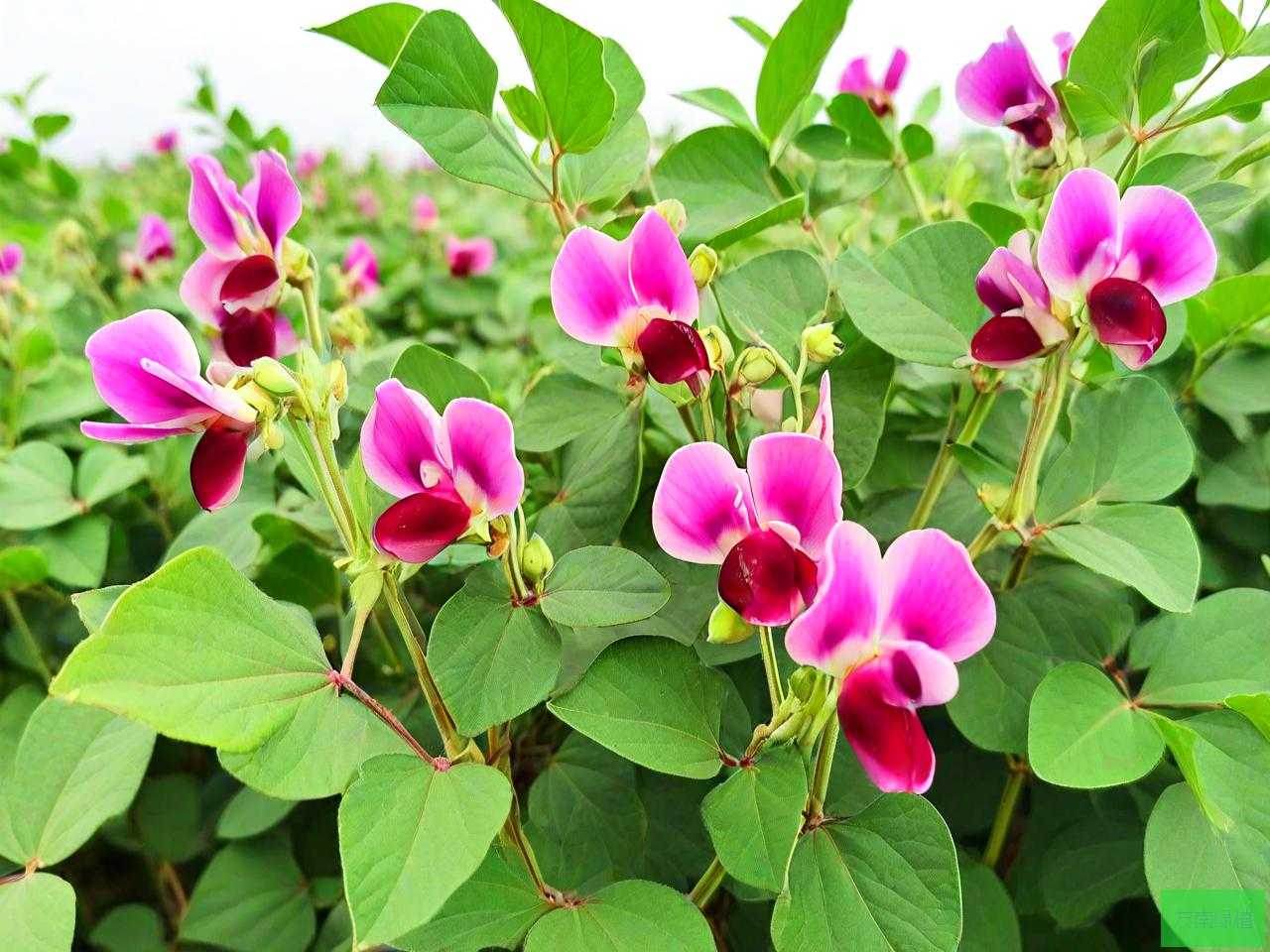 东北花芸豆的种植方法