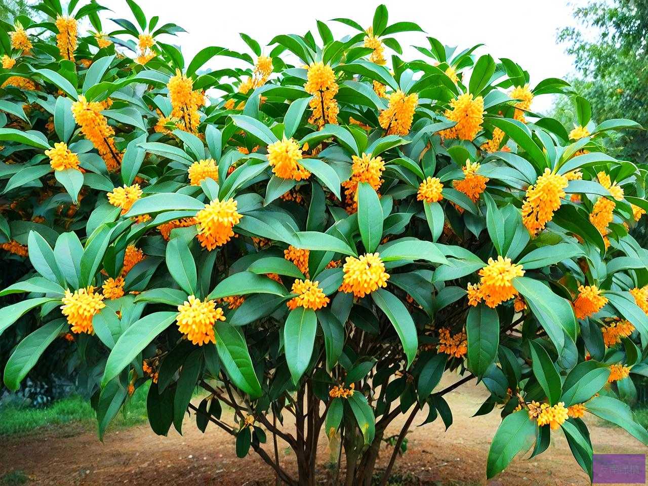 桂花树价格一般多少钱