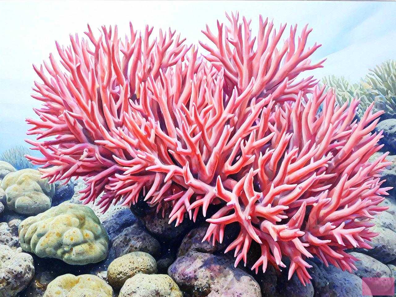 海竹珊瑚多少钱一克呀