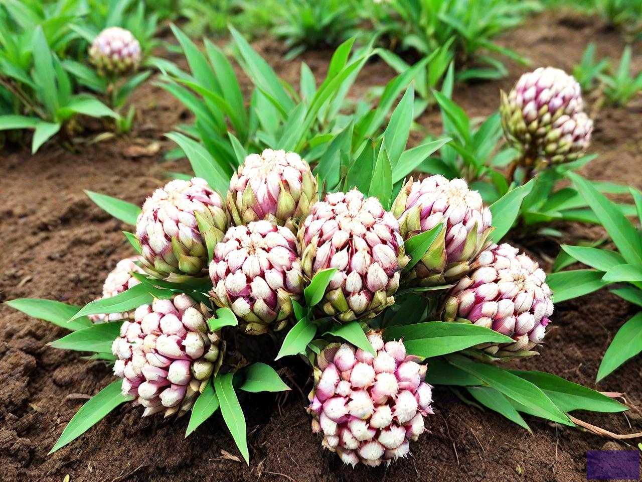 目前七叶一枝花多少钱一斤