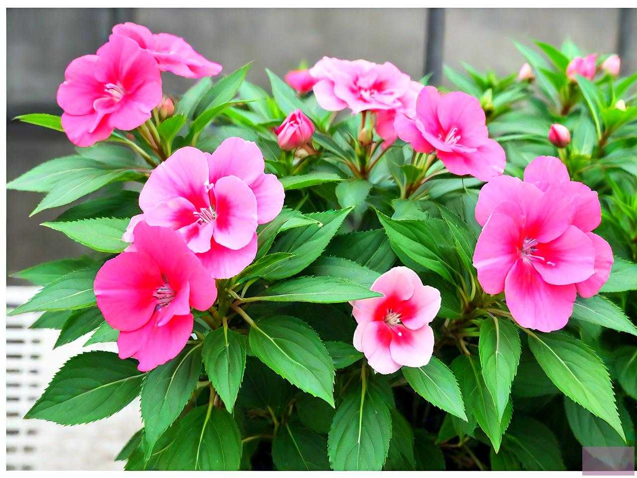 凤仙花在北方能过冬吗