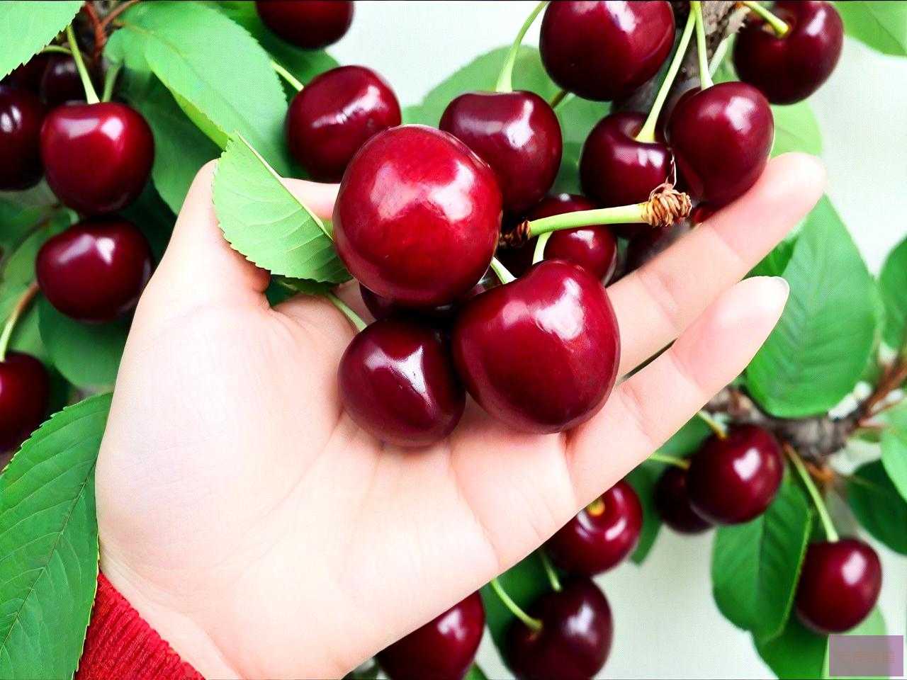 车厘子的种子怎么发芽