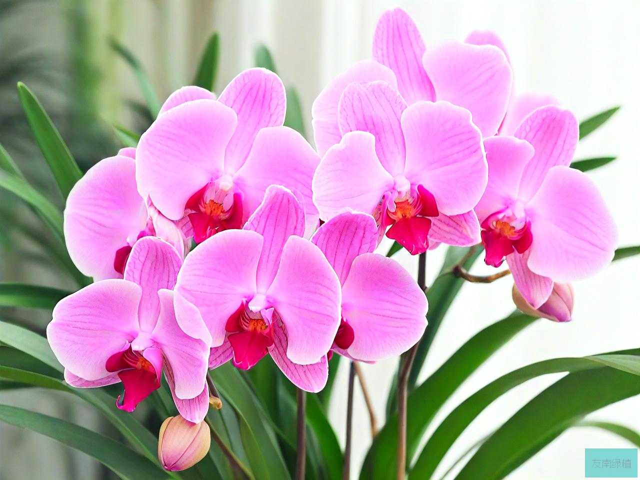 大花蕙兰怎样养才开花