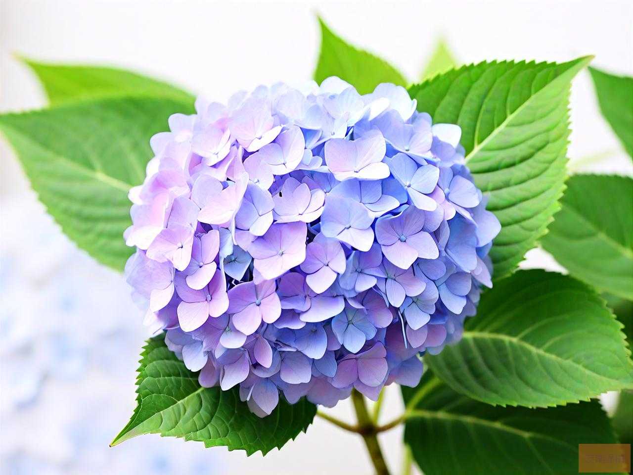 绣球花过了花期怎么办