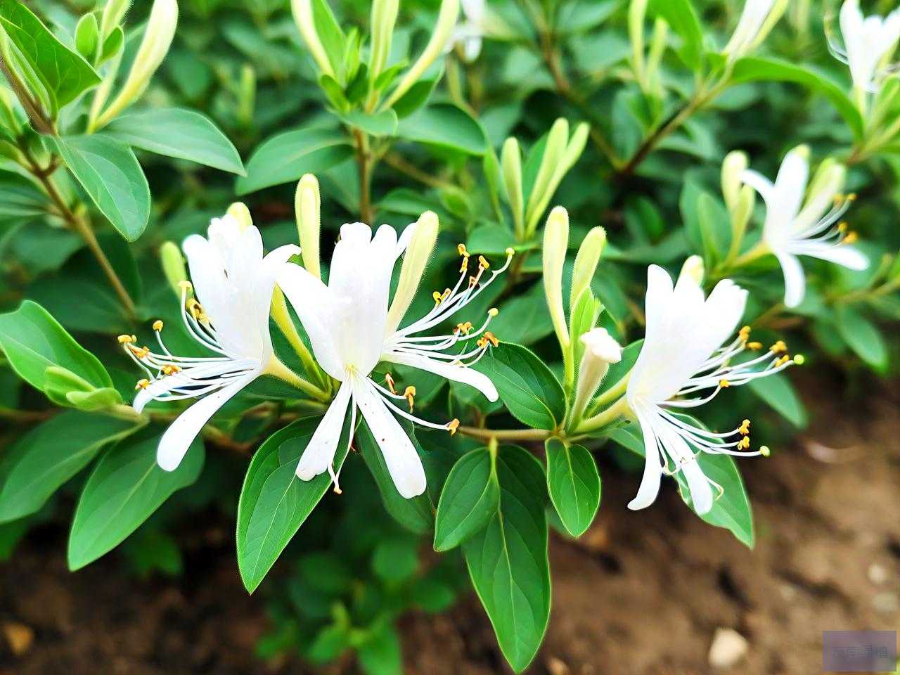 金银花种苗多少钱一斤