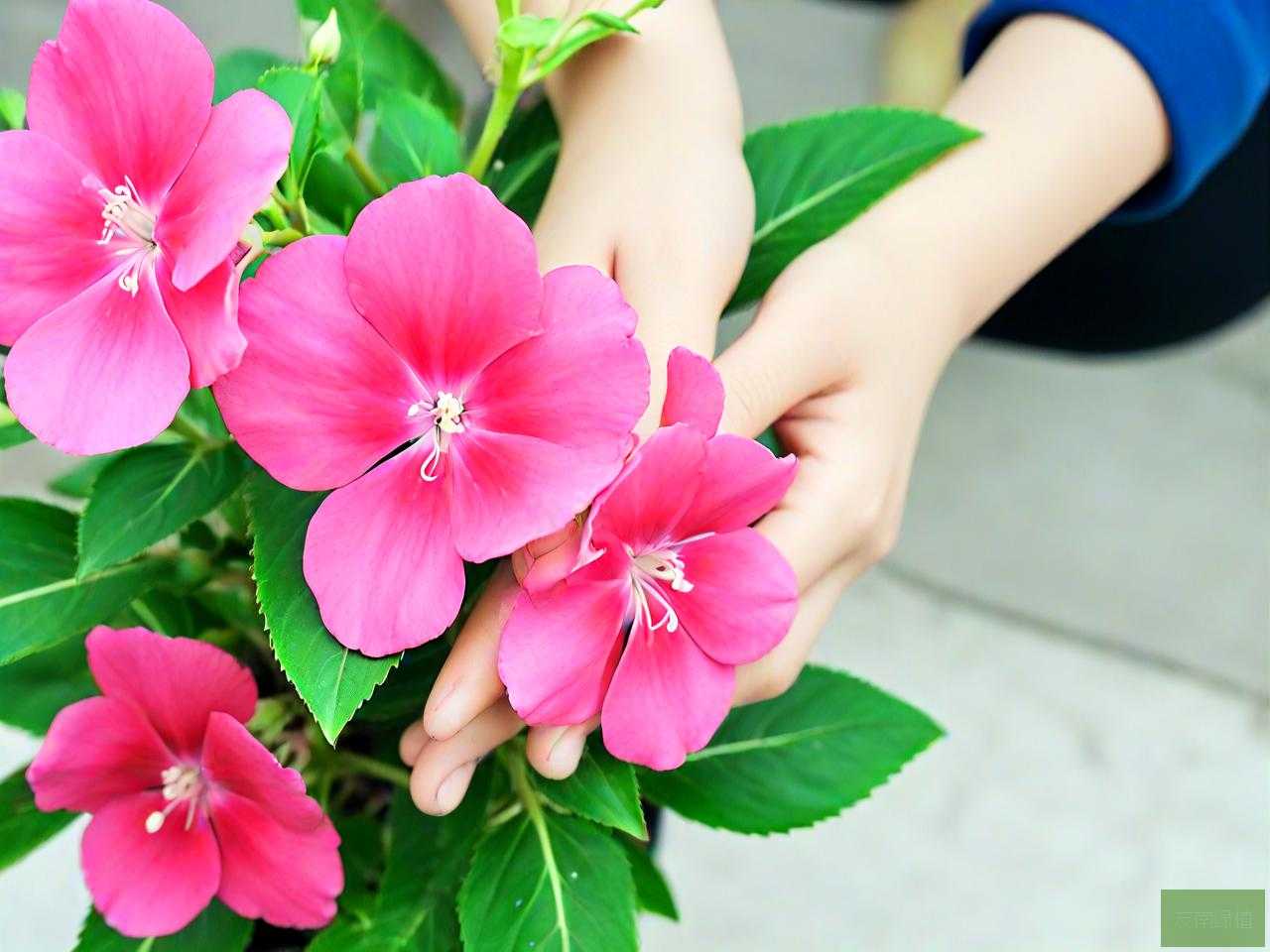 凤仙花染指甲怎么去掉