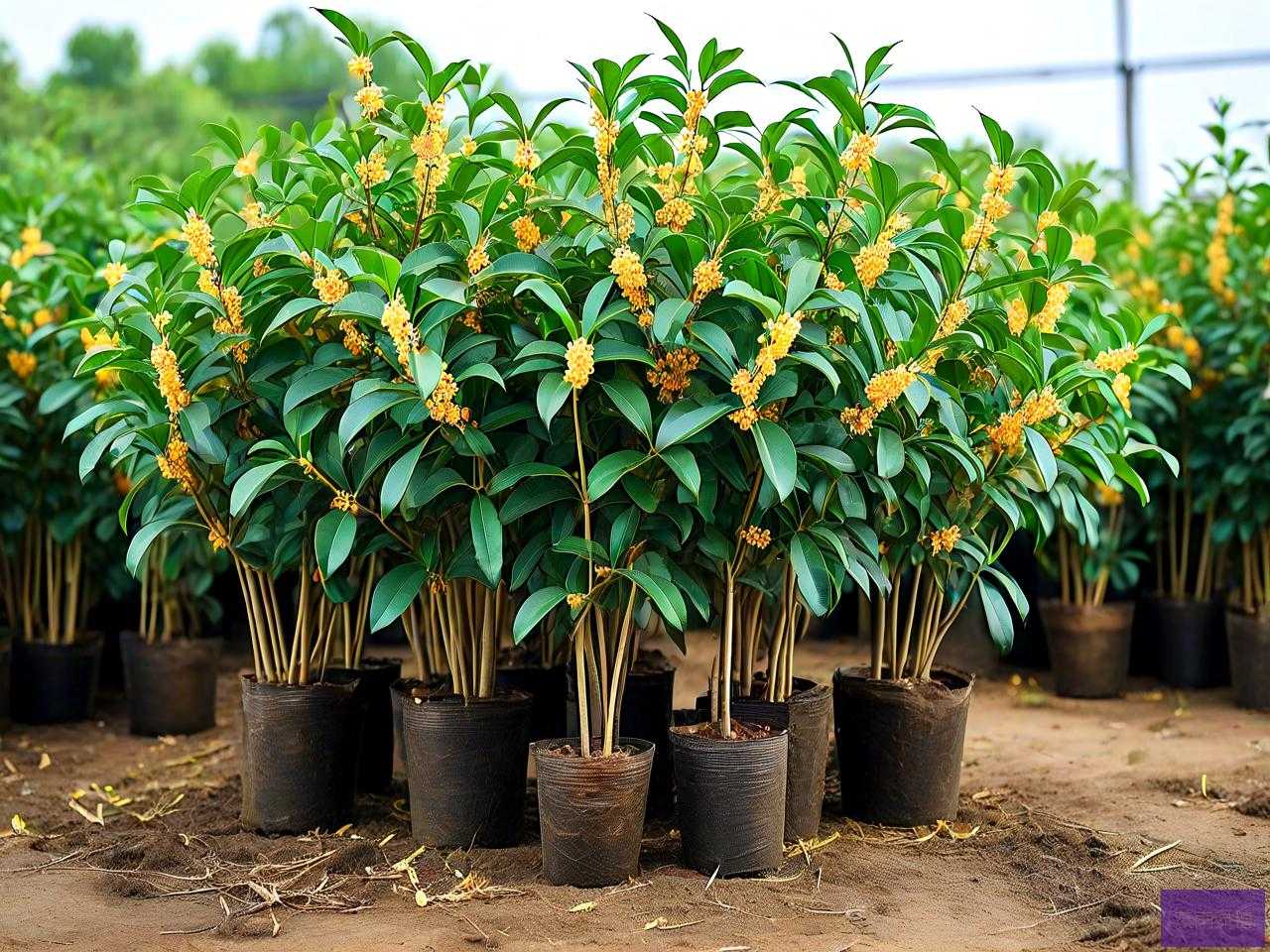 20公分桂花树苗价格