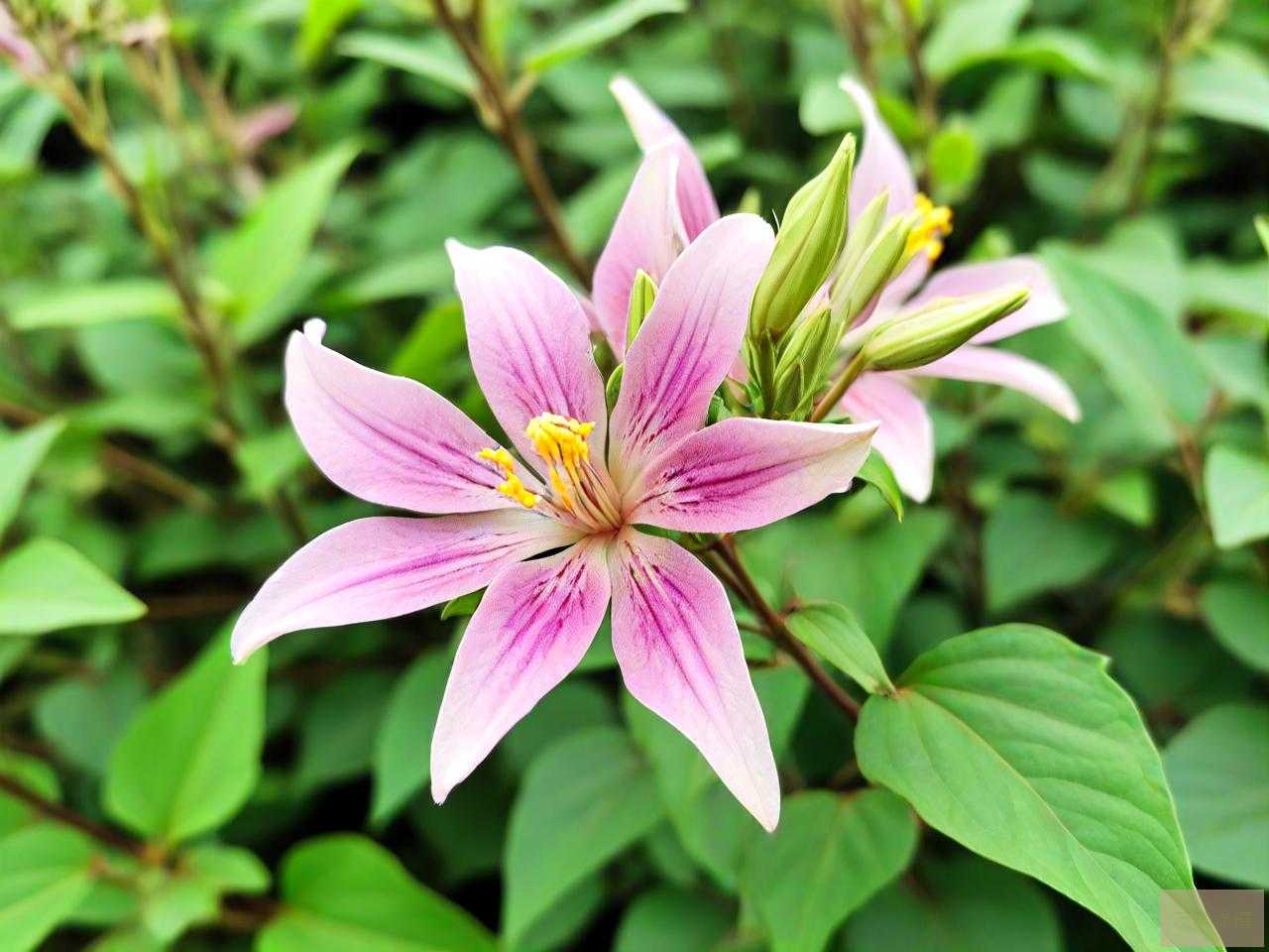 野生葛根花的作用与好处