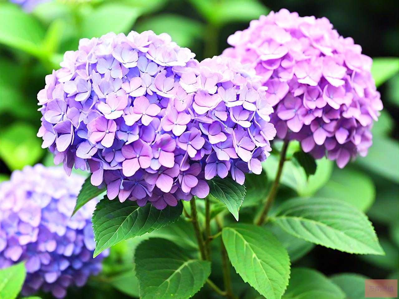 无尽夏绣球花几月份开花