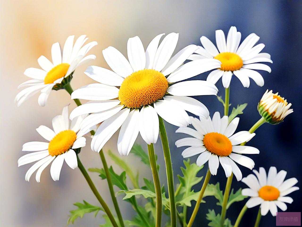 小白雏菊的花语和寓意