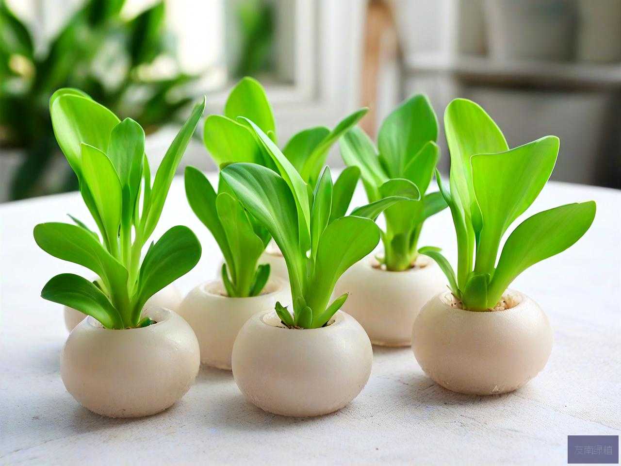 水培小天使植物怎么养