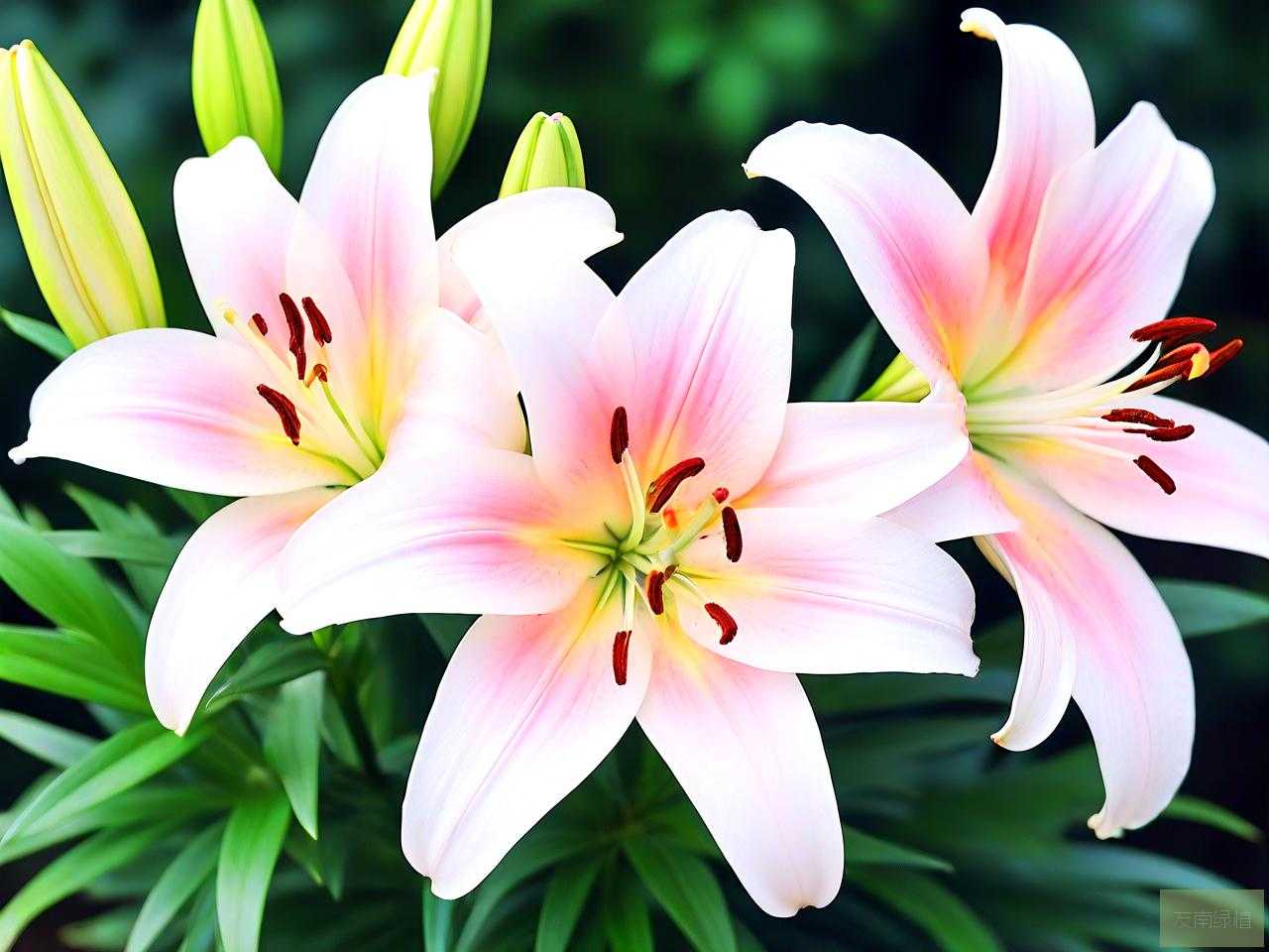 百合花茹志鹃阅读答案
