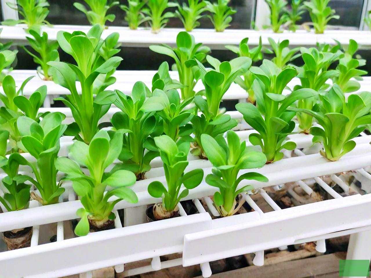 水培植物哪些好养好看