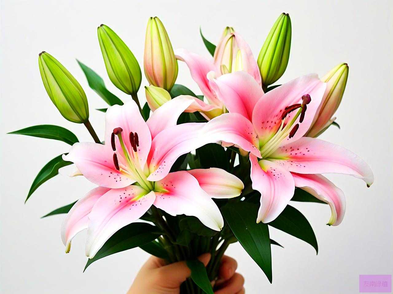花店的百合花可以吃吗